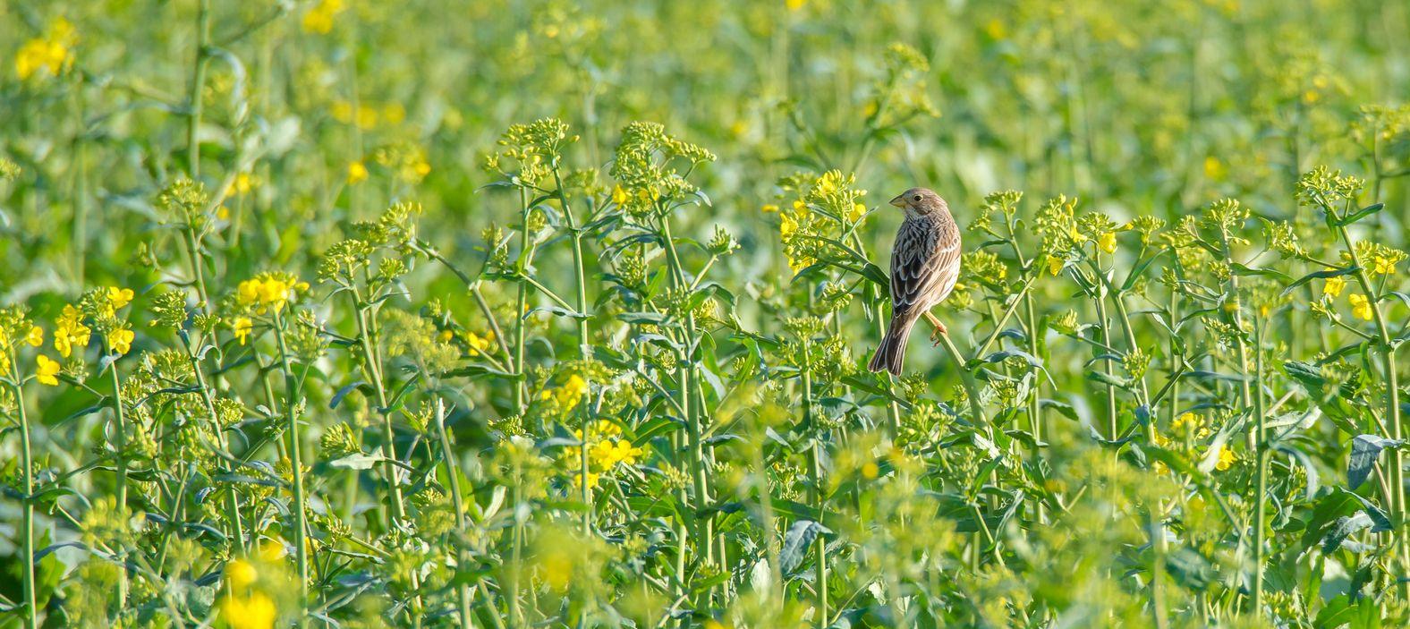 Petit oiseau sur un plant de moutarde