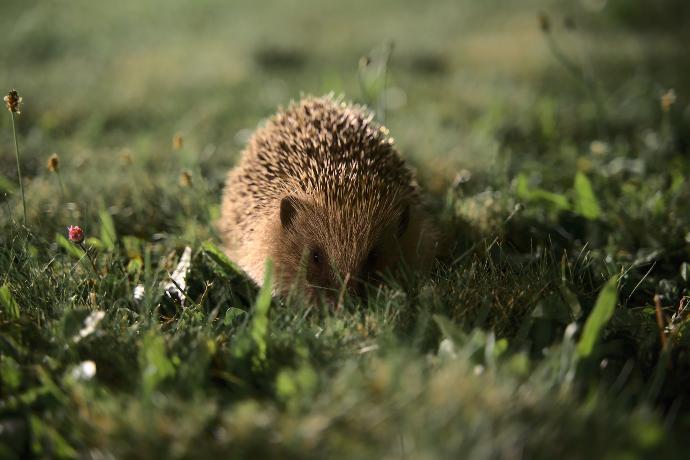 Hérisson dans le jardin