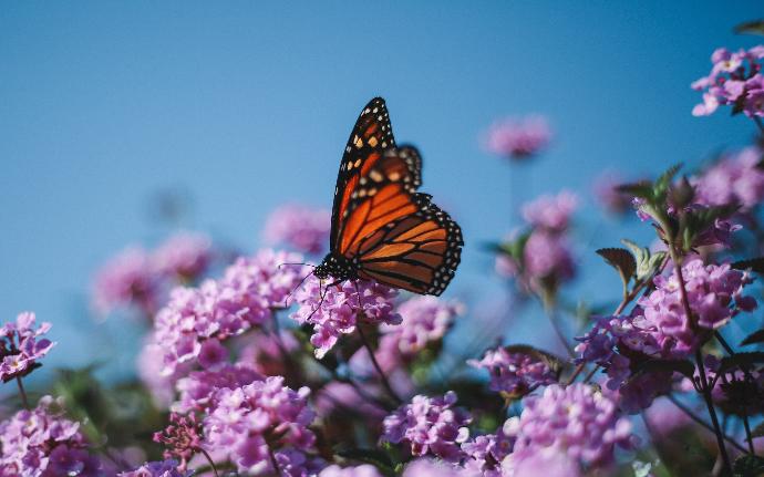 Papillon butinant un buisson de fleurs roses