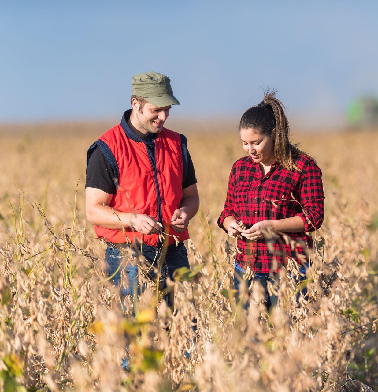 Un homme et une femme examinent le blé dans un champ
