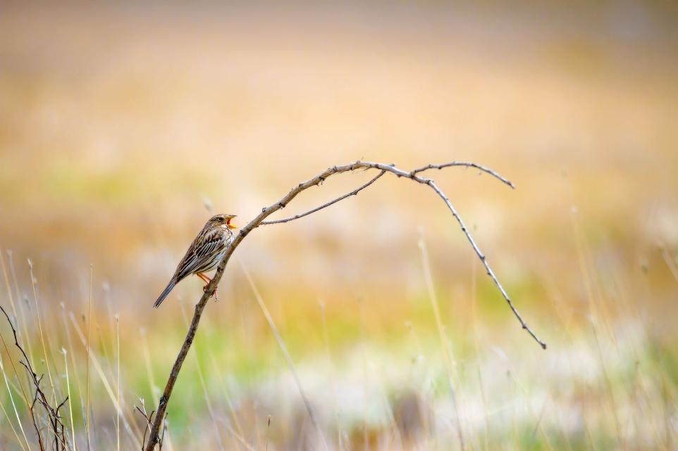 Petit oiseau perché sur une branche, chantant au soleil