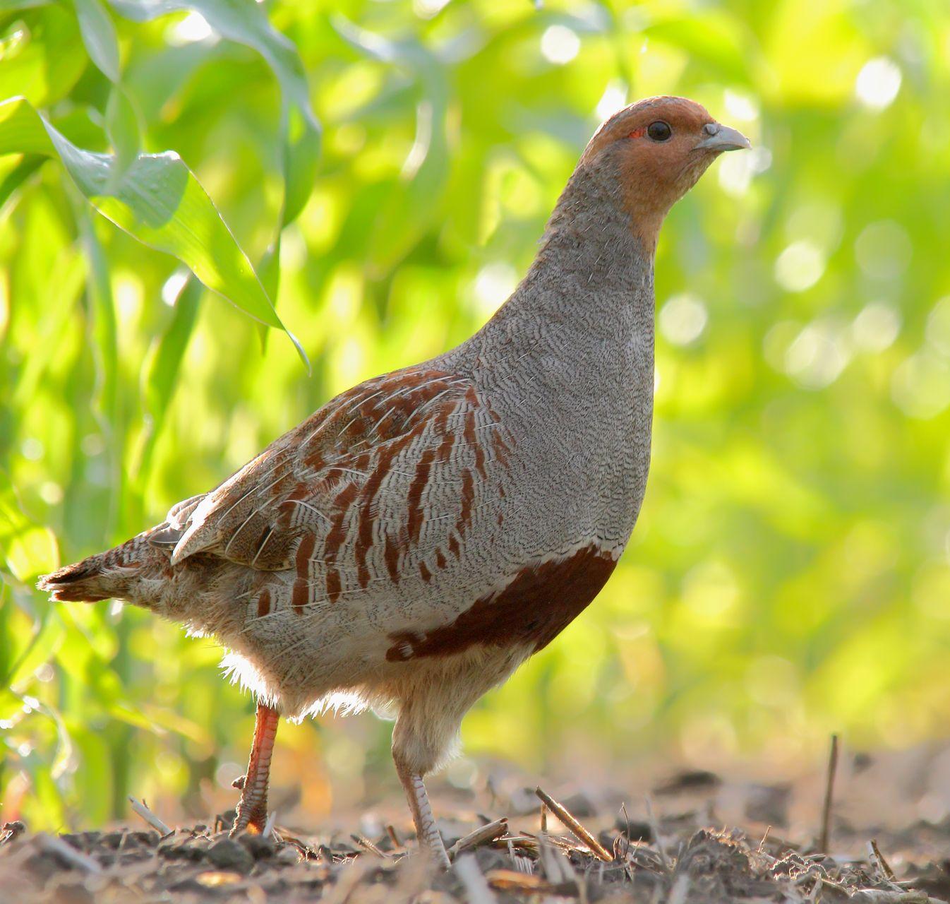 Perdrix grise engros plan dans la verdure