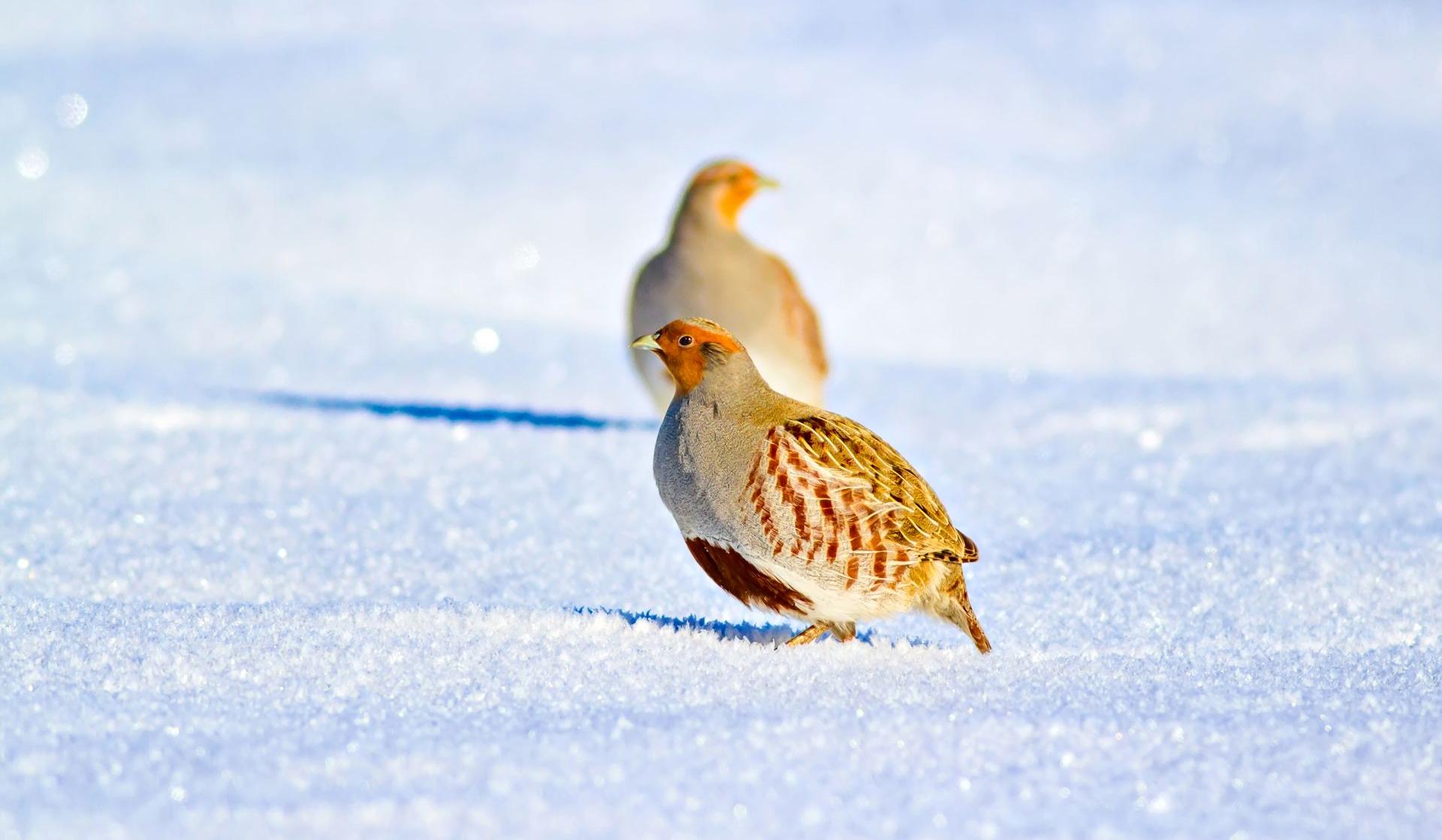 Perdrix grises dans la neige