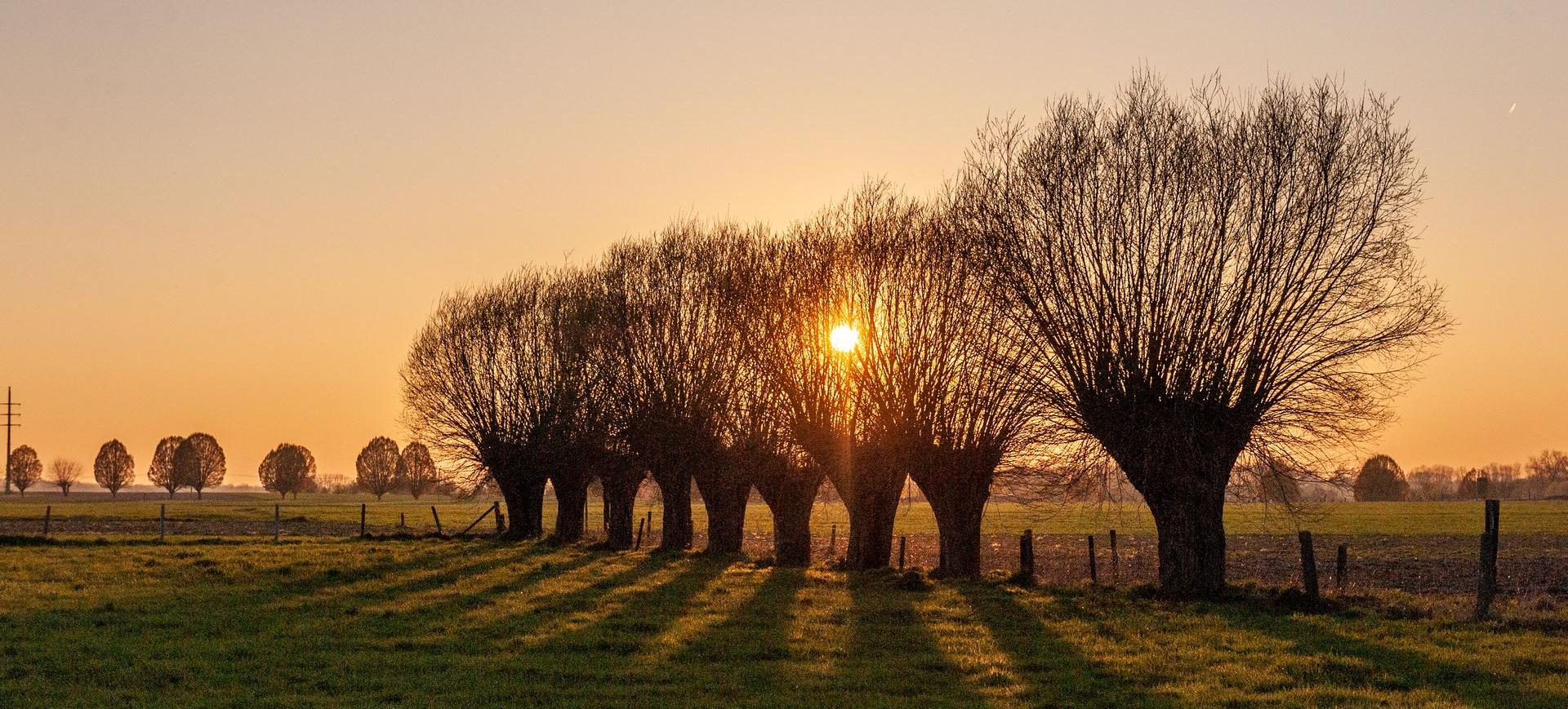 Rangée d'arbres nus sur fond de soleil couchant en hiver