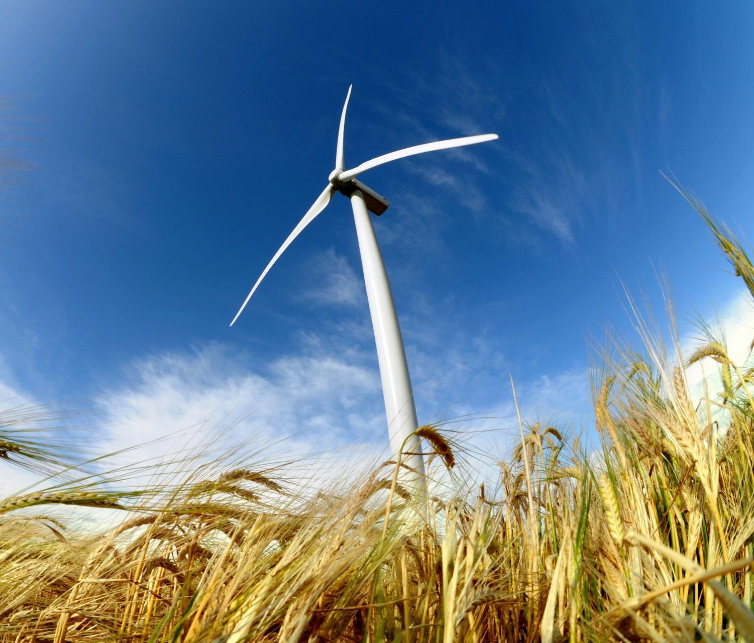 Éolienne en contre-plongée depuis le champ de blé environnant