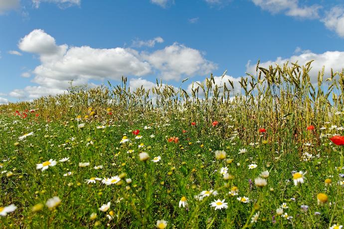 Bande fleurie de coquelicots et marguerites en bordure d'un champ de blé