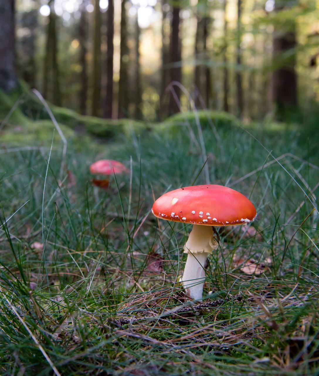 Gros-plan sur un champignon rouge éclatant dans la forêt