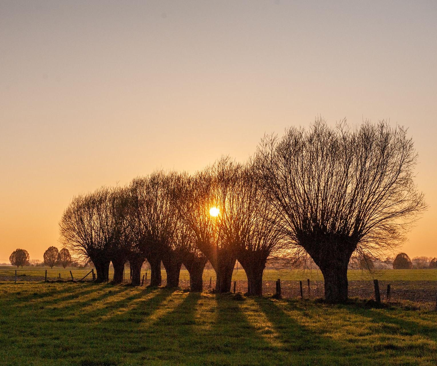 Rangée d'arbres sur fond de coucher de soleil