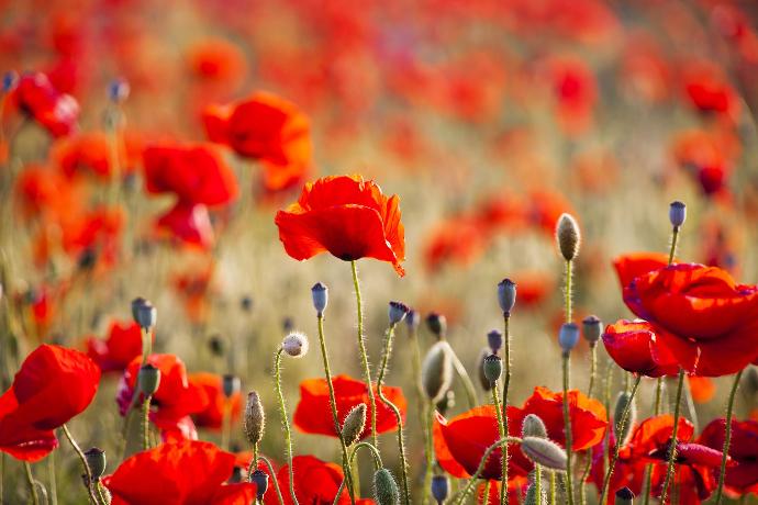 Coquelicot en gros-plan