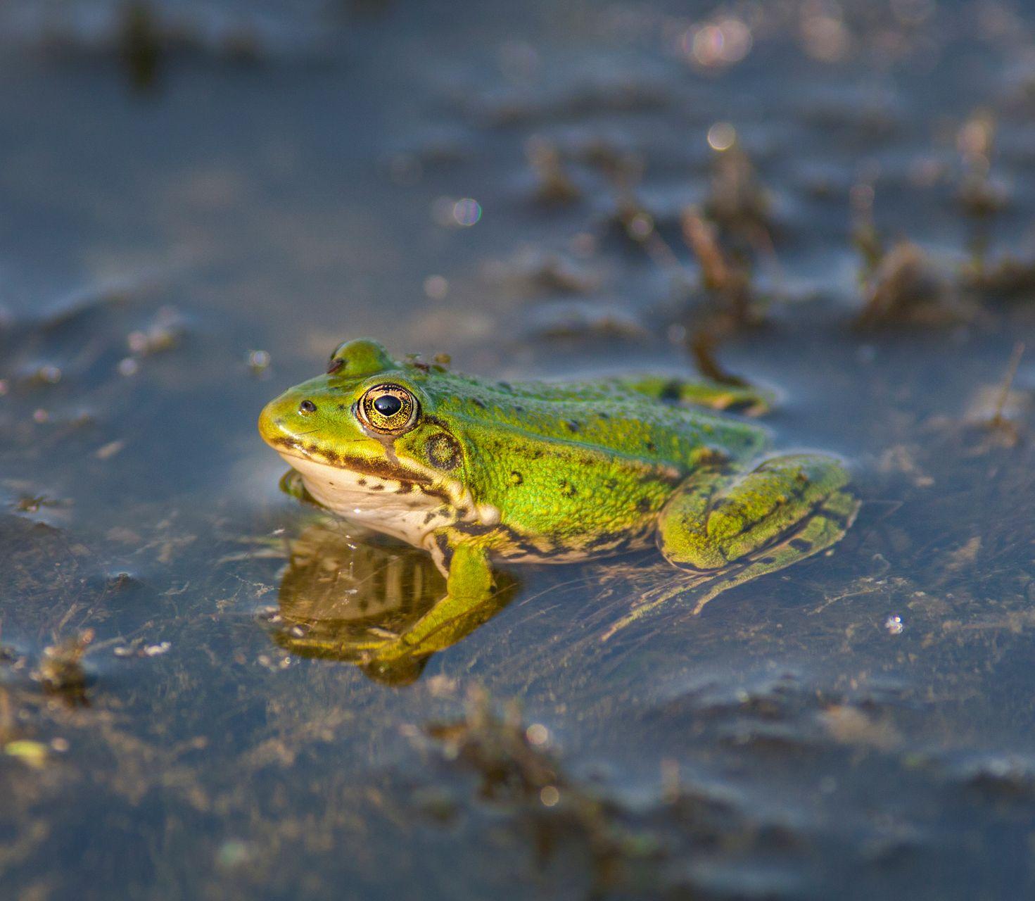 Grenouille verte en gros-plan