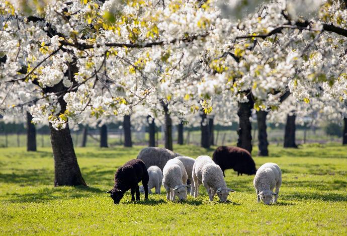 Bande de moutons broutant sous des arbres en fleurs blanches au printemps