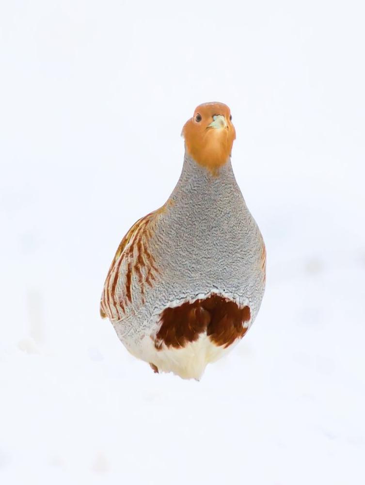 Perdrix grise seule dans la neige