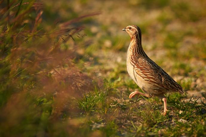 Perdris grise se mettant à couvert au crépuscule