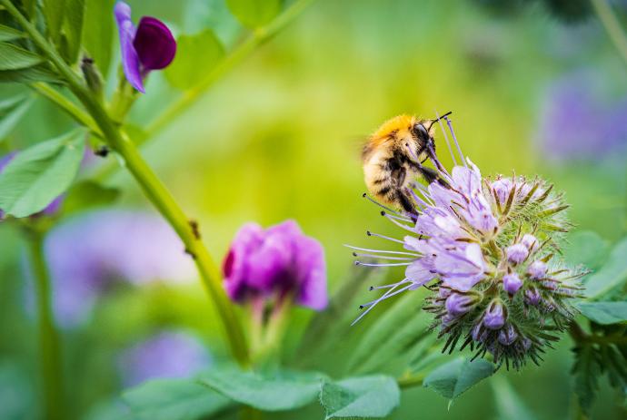 Bourdon butinant une fleur lilas