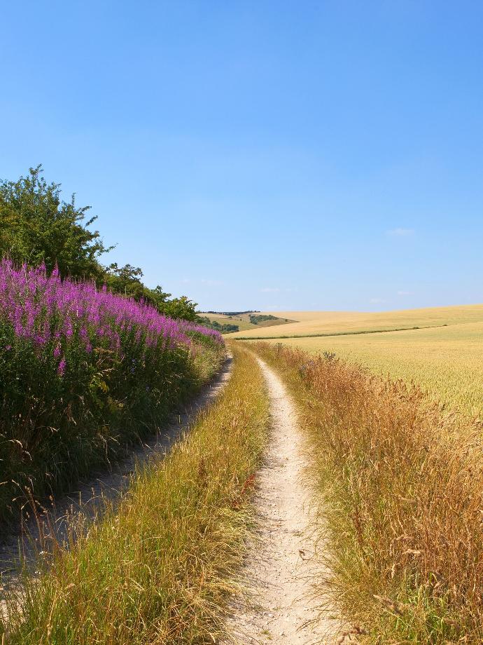 Champ de blé séparé par un chemin de terre d'une zone sauvage envahie de hautes fleurs roses