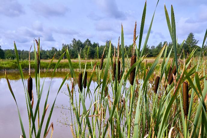 Étang vu à travers des roseaux au premier plan