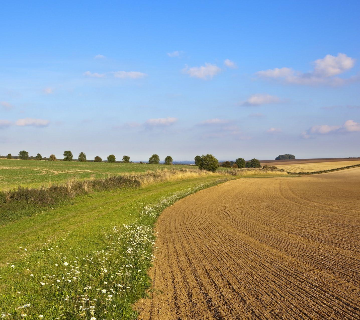 Zone sauvage en bordure de champ labouré