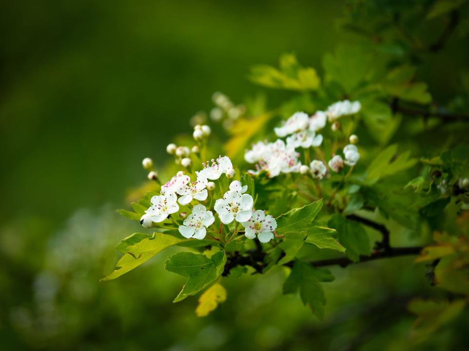 Fleur en gros-plan