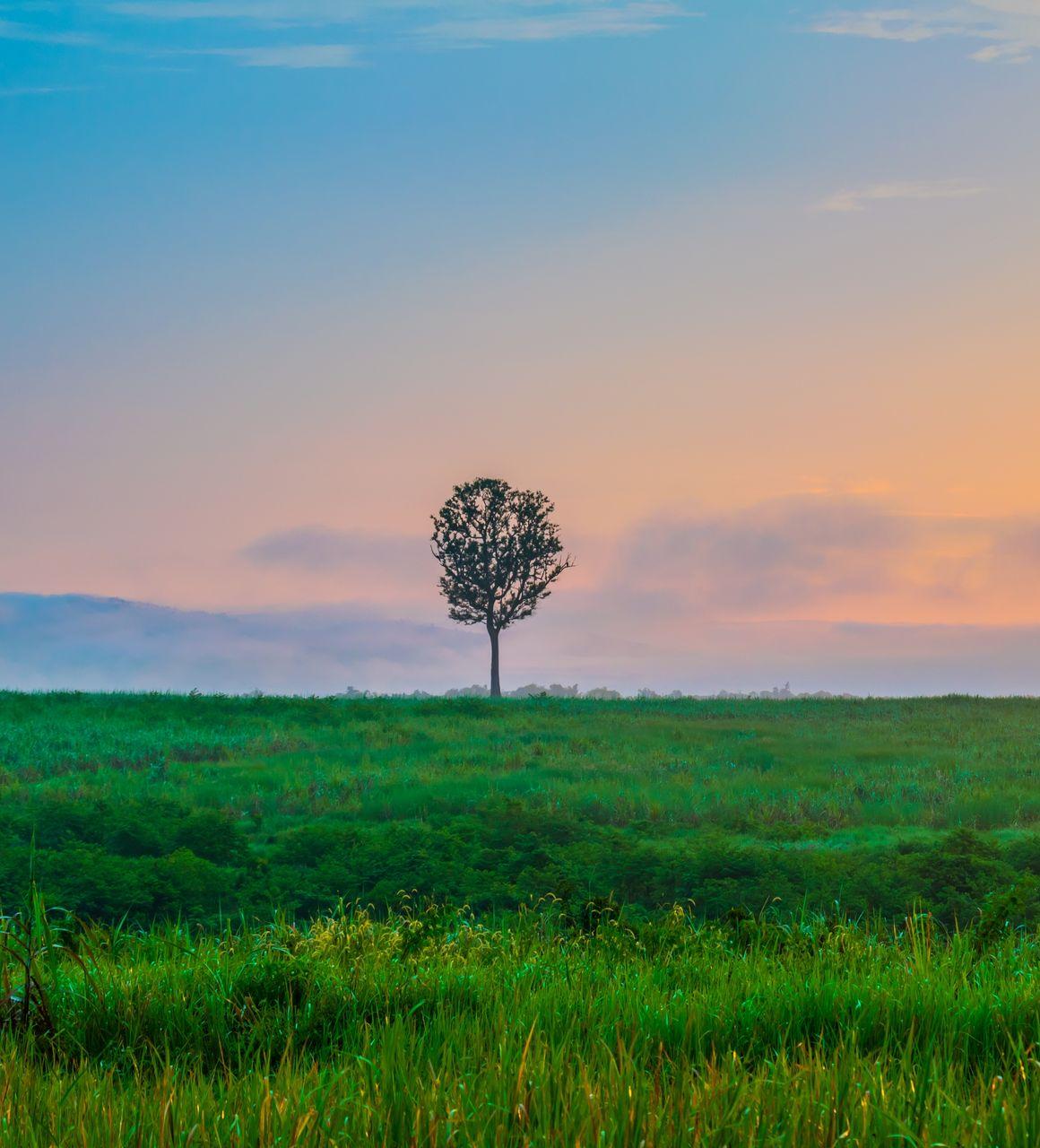 Arbre seul dans la plaine