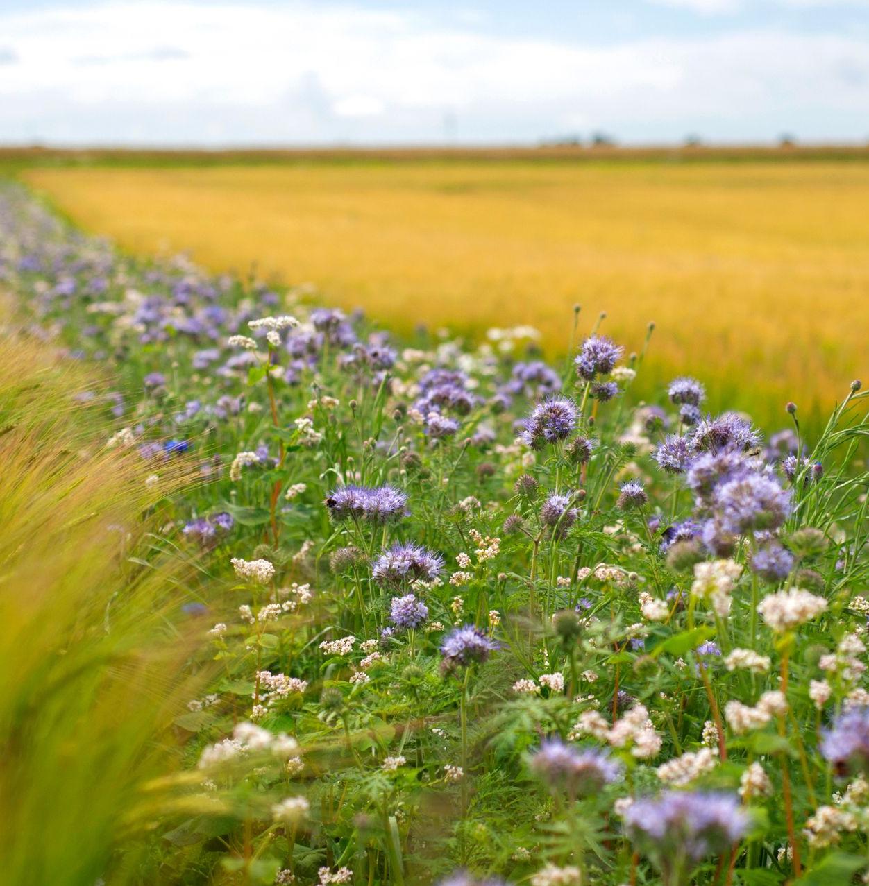 Bande fleurie en bord de champ cultivé