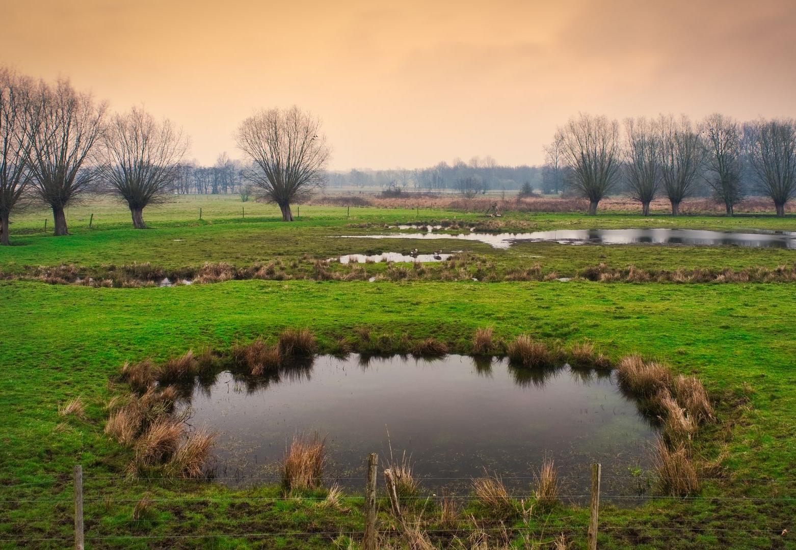 étangs et arbres