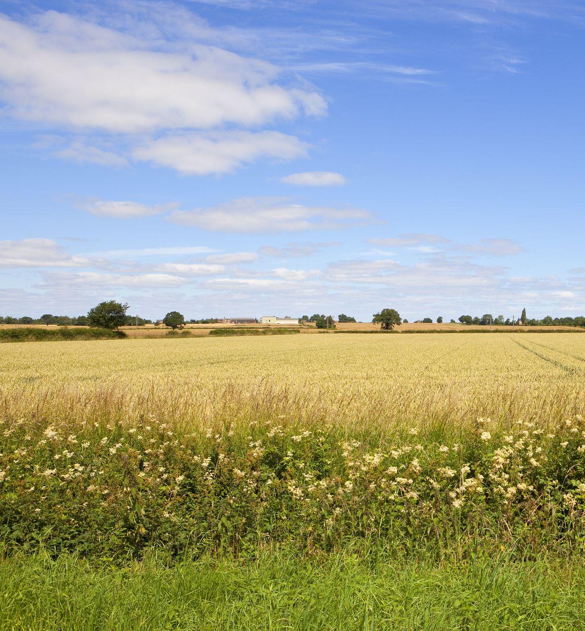 Champ de blé derrière bande sauvage