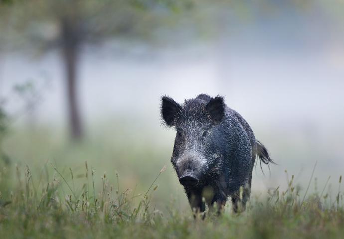 Sanglier dans la brume