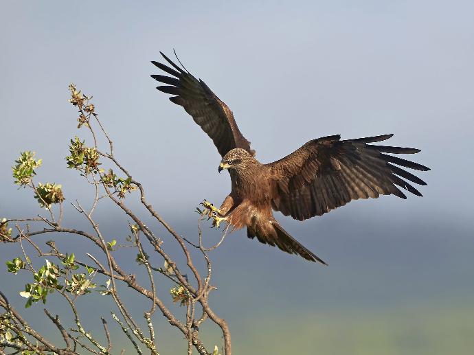 Zoom au téléobjectif sur un rapace se posant dans un arbre