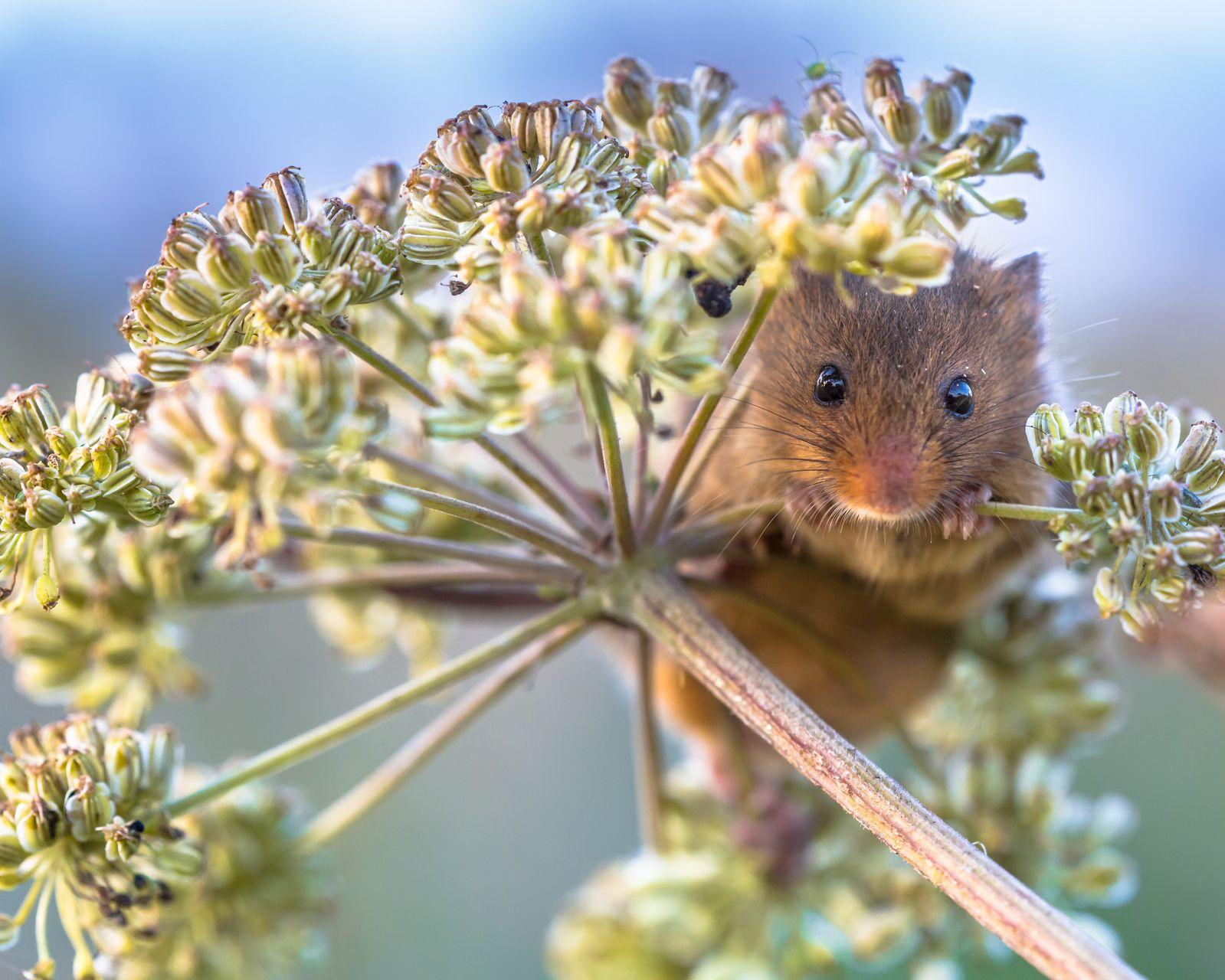 Rat posé sur une berce du Caucase