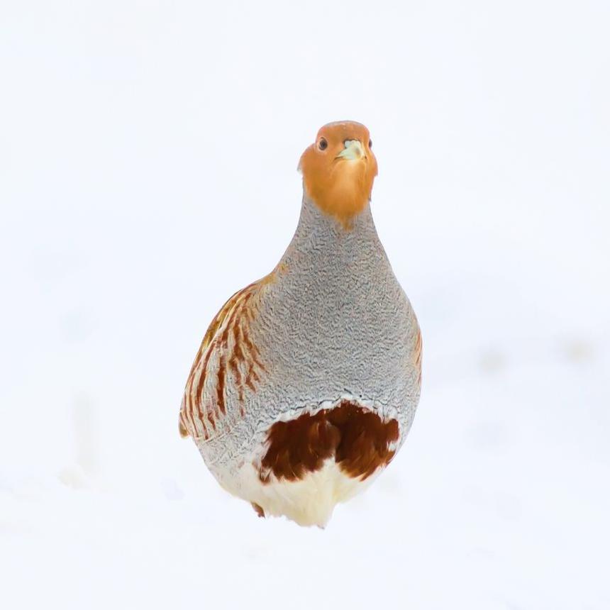 Photo de perdix rise dans la neige