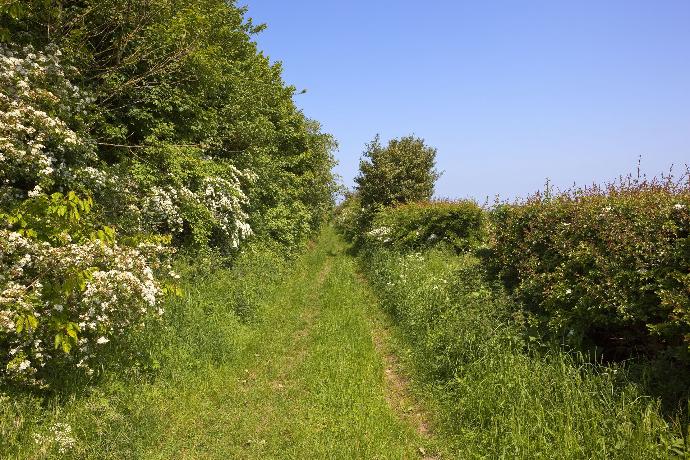 Chemin herboré entouré de nature sauvage