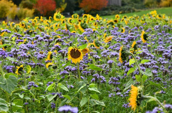 Champ de tournesols et de fleurs sauvages