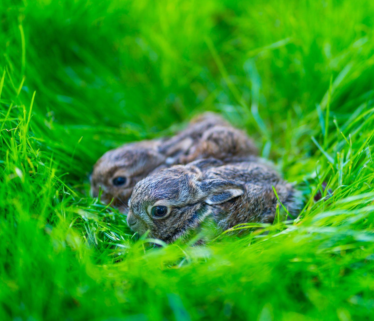 Deux petits laperaux cachés dans les herbes hautes