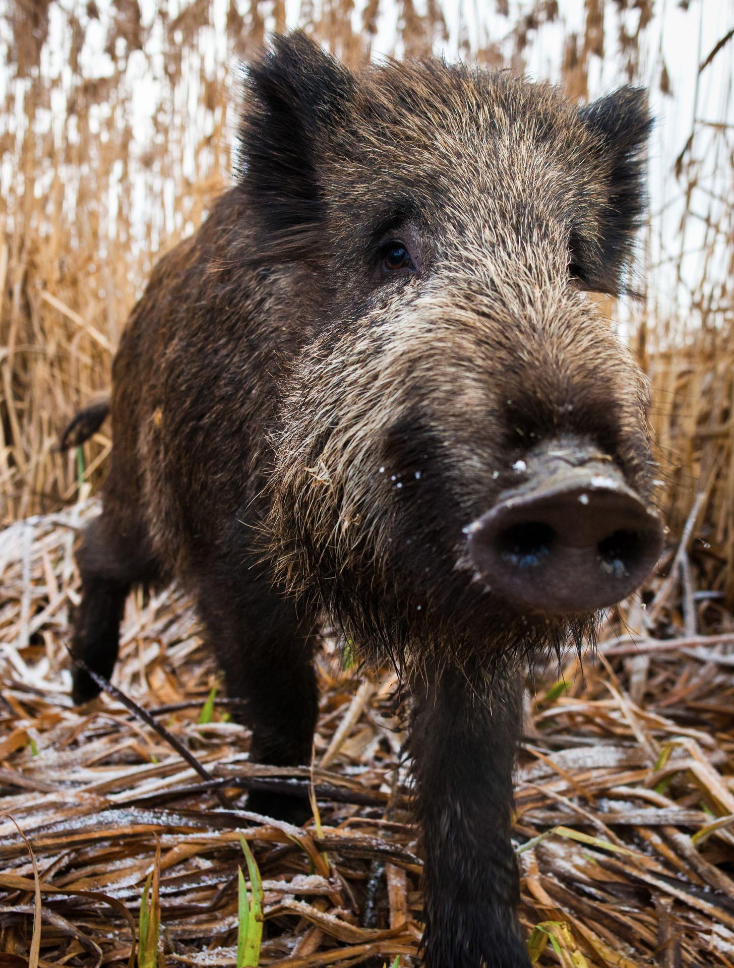 Gros plan sur un sanglier marchant dans un champ de blé