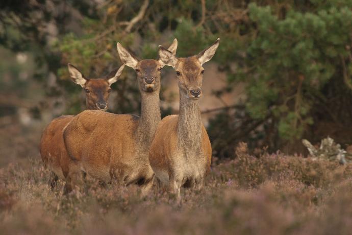 Trio de biches en lisière de forêt