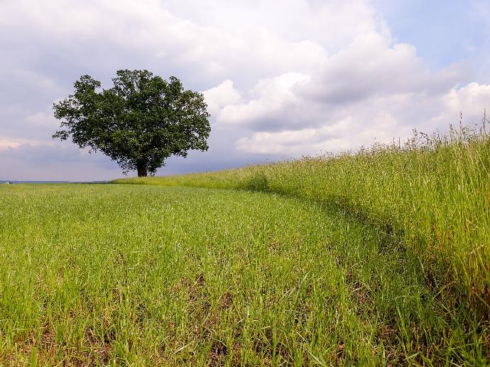 Arbre seul en bord de champ