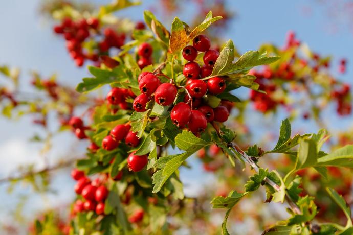 Petits fruits rouges toxiques en gros plan