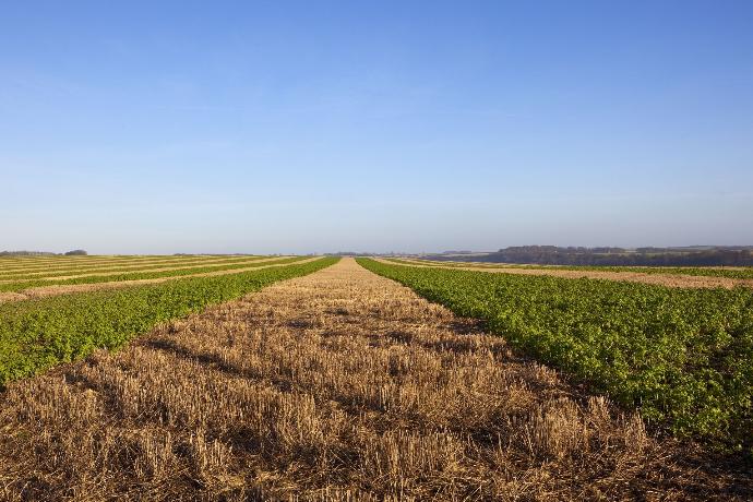 Longues bandes de terres cultivées en alternance