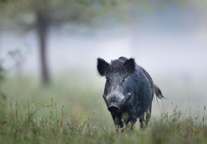 Sanglier en promenade sur fond de brume