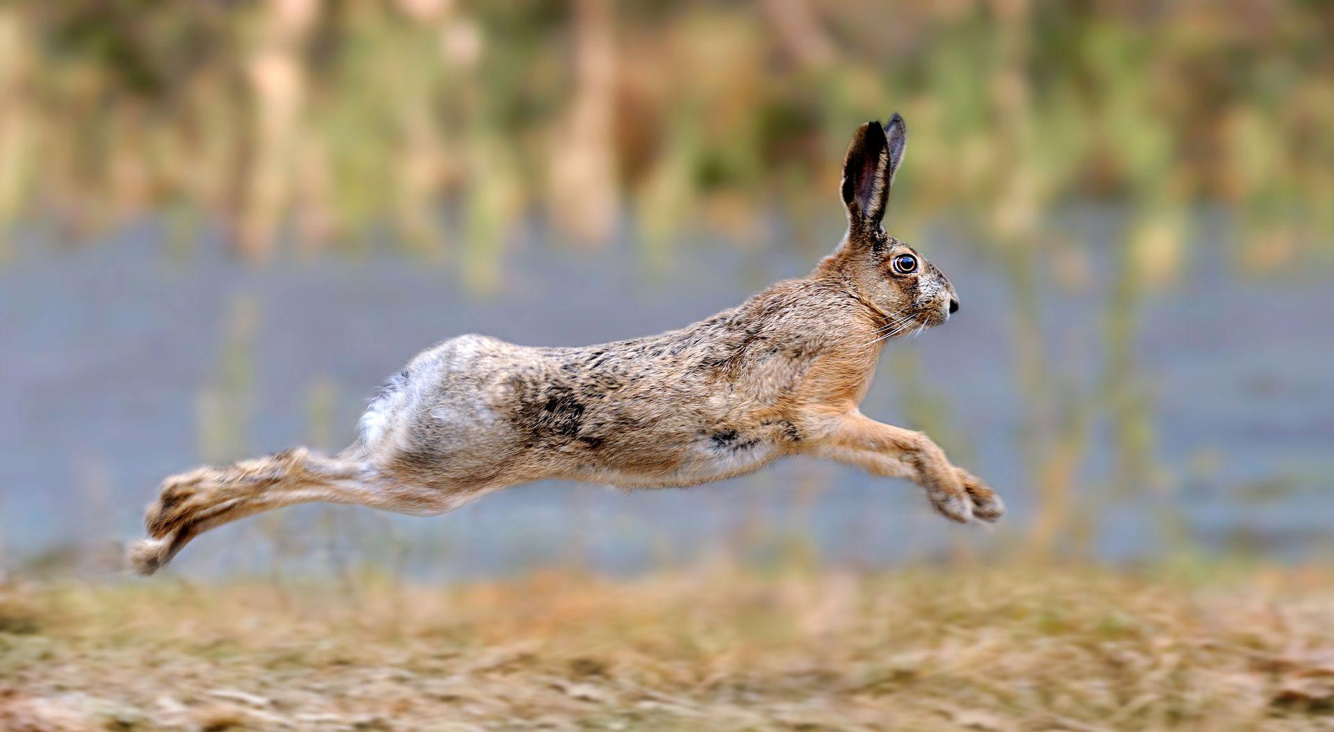 Ces communes qui limitent la chasse sur leurs terres