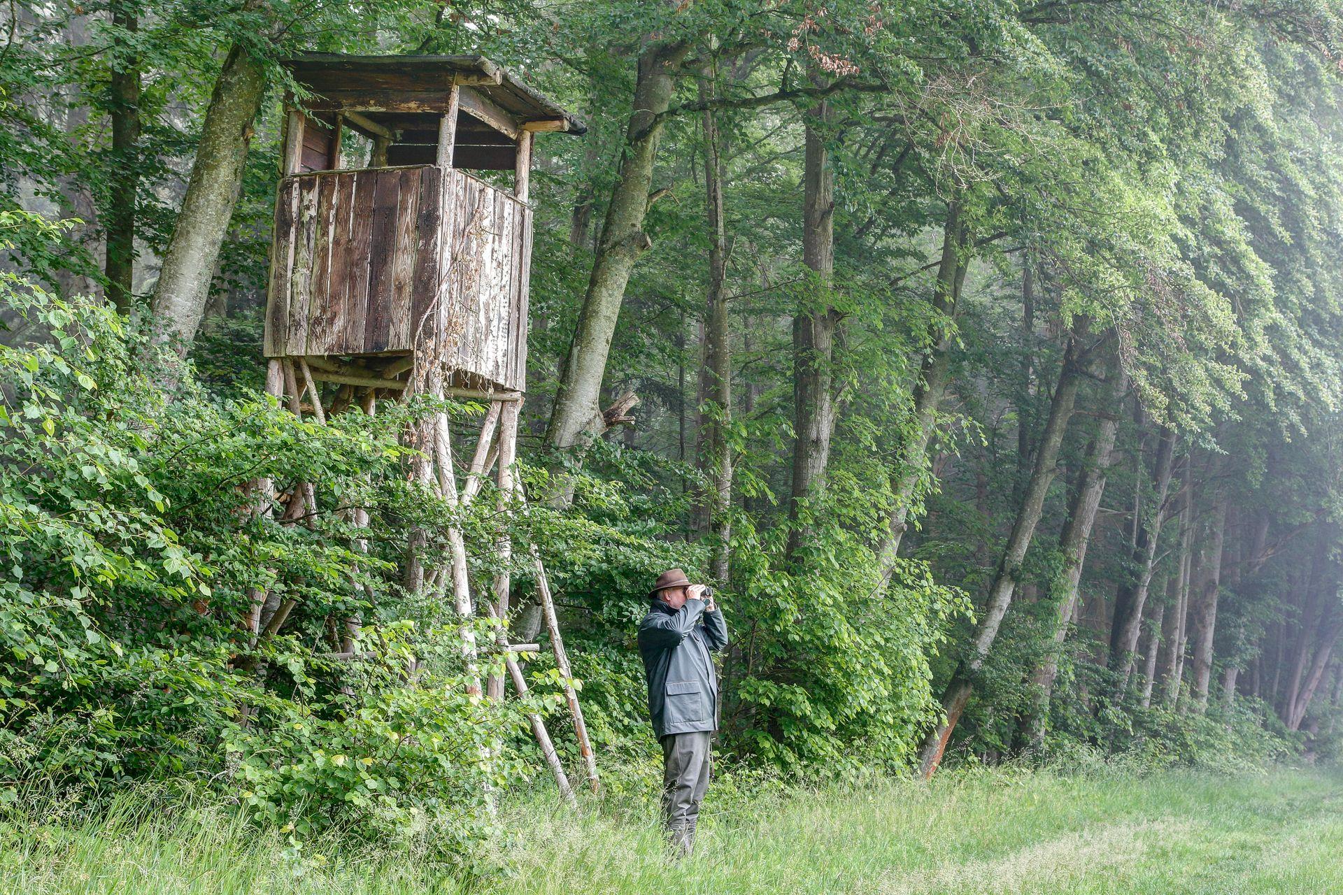 Chasseur au pied d'un mirador examinant la flore aux jumelles
