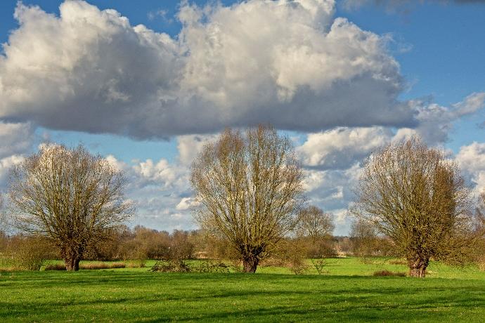 Arbres presque nus dans une prairie