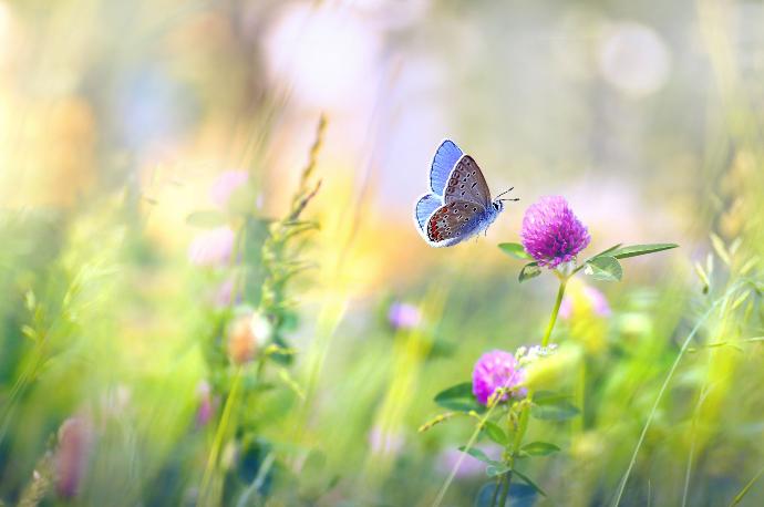 Papillon bleu butinant une fleur rose