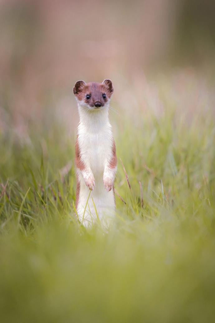 Belette dressée sur ses pattes arrière au milieu d'un pré