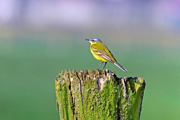 Petit oiseau jaune posé sur une souche