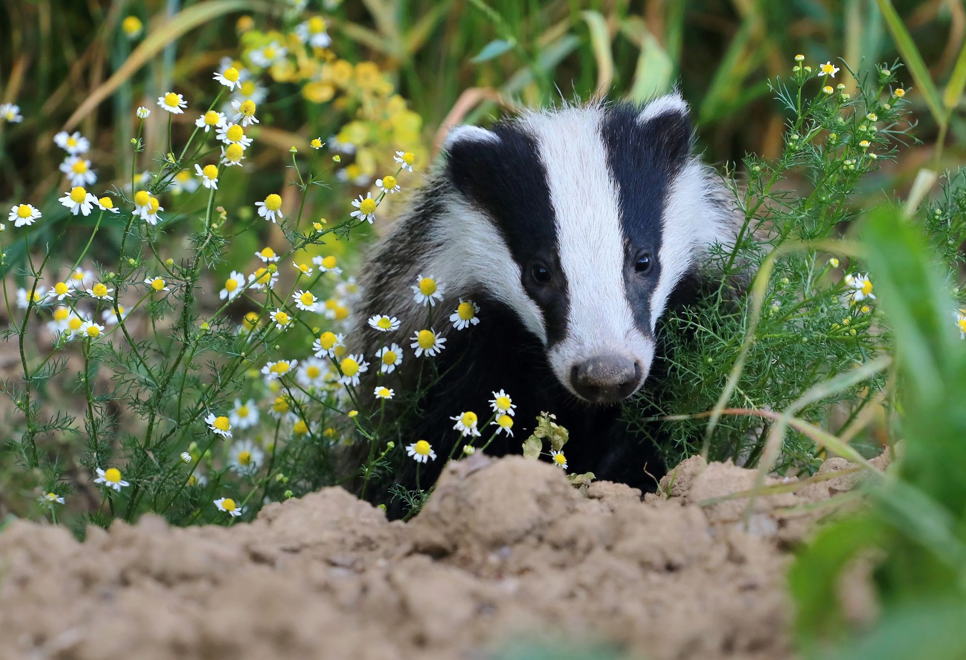 Blaireau vous regardant à travers un rideau de fleurs
