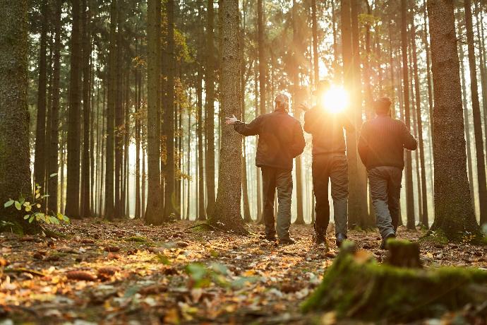 Gestionnaires examinant une forêt