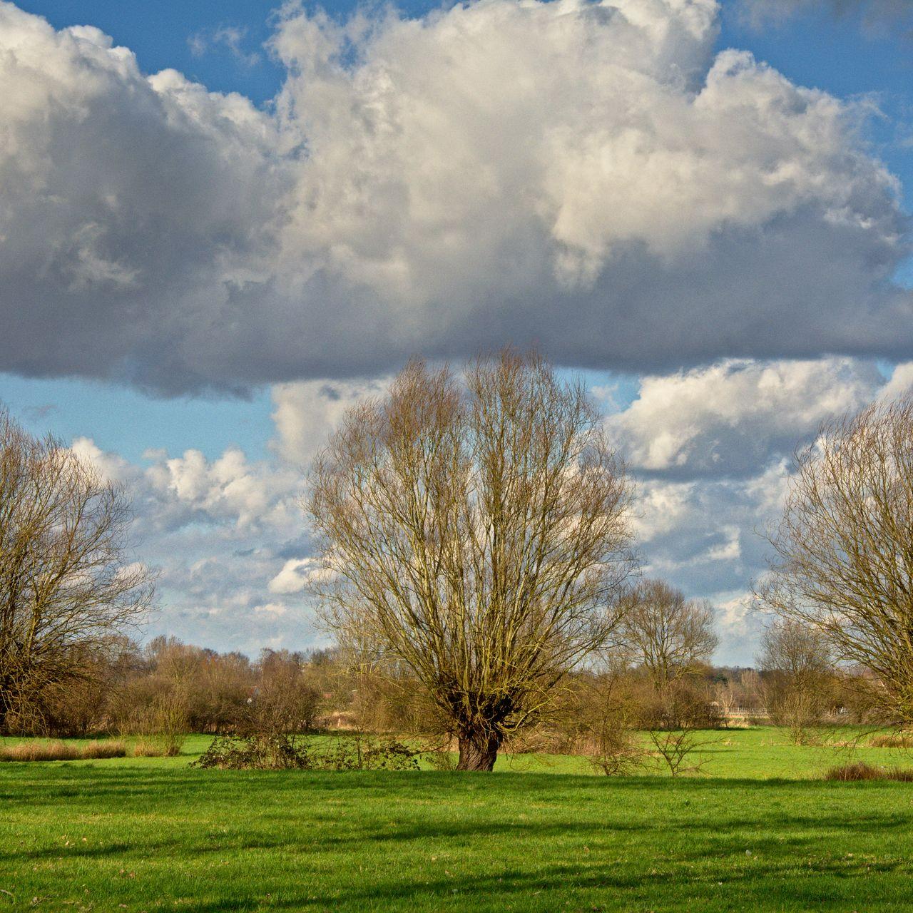 Trois arbres dans un champ