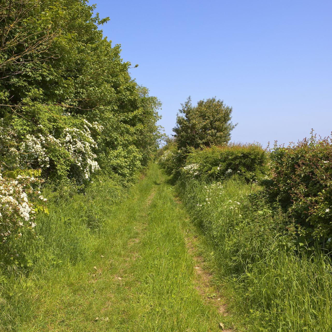 Chemin herbeux enboisé