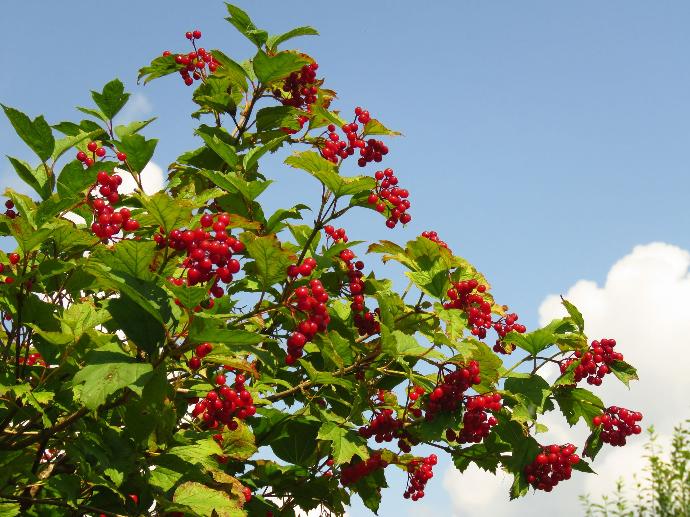 Petits fruits rouges sur leur arbuste